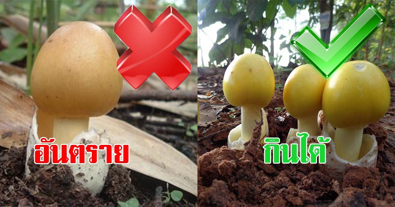 ไม่อยากตายไว ต้องอ่าน! ใครชอบกินเห็ด รู้ไว้ซะ ข้อแตกต่างแยกเห็ดมีพิษออกจากเห็ดกินได้ง่ายๆแค่นี้ (อย่าลืมแชร์บอกต่อเป็นวิทยาทาน)