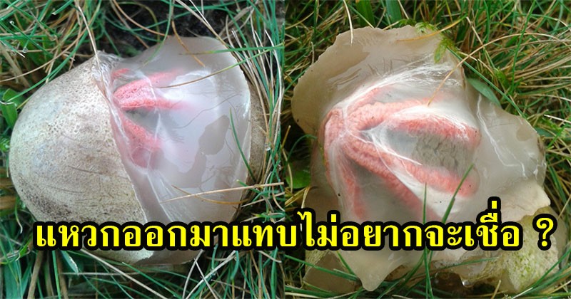ขนลุกซู่ !! พบถุงใสใส ข้างในมีสีแดงๆ พอแหวกออกมาแทบไม่อยากจะเชื่อ แปลกประหลาดอะไรเบอร์นี้ ? (ชมภาพ)