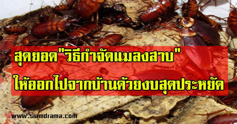 ลองแล้วได้ผลจริง!! เผยสุดยอด "วิธีกำจัดแมลงสาบ" ให้ออกไปจากบ้านด้วยงบสุดประหยัด บอกเลยโคตรเจ๋ง เลิกกังวลได้เลย! (รายละเอียด)