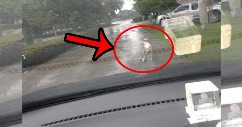 แห่แชร์กันสนั่น !! หนุ่มขับรถตอนฝนตกเจอ "สุนัข" วิ่งตัดหน้ายืนนิ่งไม่ขยับ คิดว่าไม่มีอะไร พอลงไปดูแทบเข่าทรุด น้ำตาไหลพราก !! (มีภาพ)