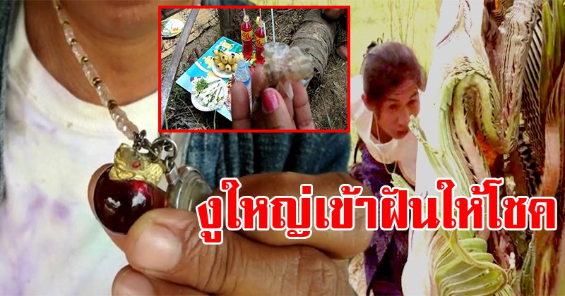 ไม่เชื่อก็ต้องเชื่อ ! สาวฝันถึงงูใหญ่รัด ตื่นเช้ามาไปเจอคราบงูจริงๆ แต่พอเหลือบไปเห็นต้นมะพร้าวข้างๆเท่านั้นแหละ แตกฮือมาทั้งหมู่บ้าน !