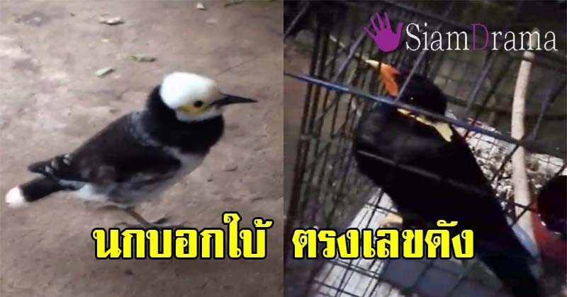 โคตรแม่น!! นกแสนรู้มาให้โชค บอกใบ้ "ให้เลข 2 หาง แถมยังตรงกับเลขดัง" คอหวยทุ่มซื้อไม่อั้น เชื่อออกแน่นอน เตรียมรวย (ชมคลิป)