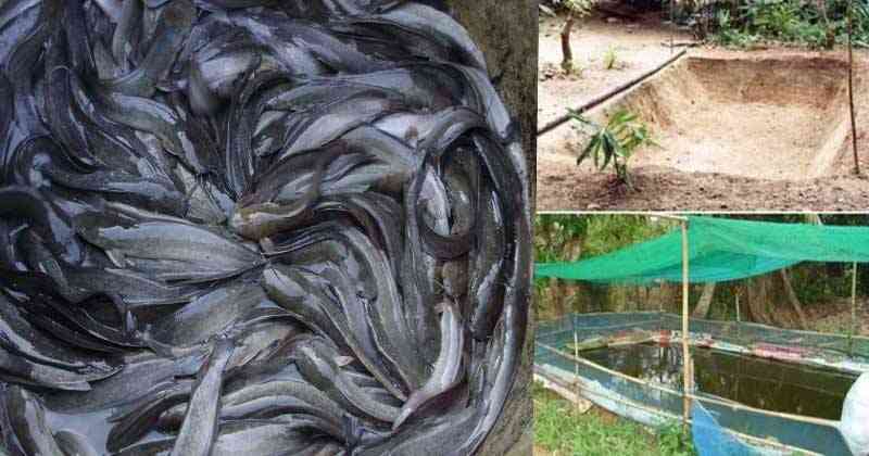 แชร์เก็บไว้เลย!! เผย ไอเดียสุดสุดเจ๋ง "เลี้ยงปลาดุก" ในบ่อพลาสติก สร้างรายได้กำไรหลักแสน!! (รายละเอียด)