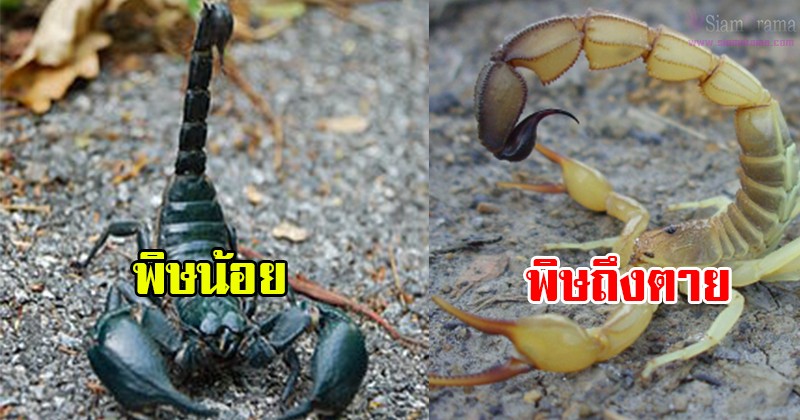 รู้ไว้ก่อนสาย! วิธีแยก แมงป่อง ที่มีพิษอ่อน กับ พิษรุนแรง เขาดูกันตรงไหน เพราะบางชนิดสามารถฆ่าคนได้ ถ้าไม่ระวังกันให้ดี!