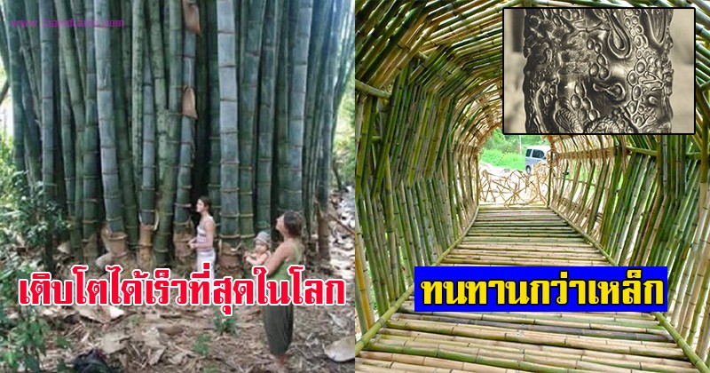 รู้แล้วจะทึ่ง! ความจริง 10 อย่างของไผ่ ที่มหัศจรรย์มากกว่าที่คิด กับประโยชน์ครอบจักวาล!
