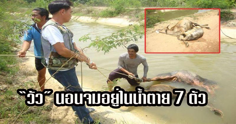เศร้าใจ!! เห็น "วัว" นอนจมอยู่ในน้ำ 7 ตัว สืบจนรู้สาเหตุที่พวกมันลงไปในน้ำก่อนตาย น้ำตาไหลไม่รู้ตัว !! (มีภาพ)