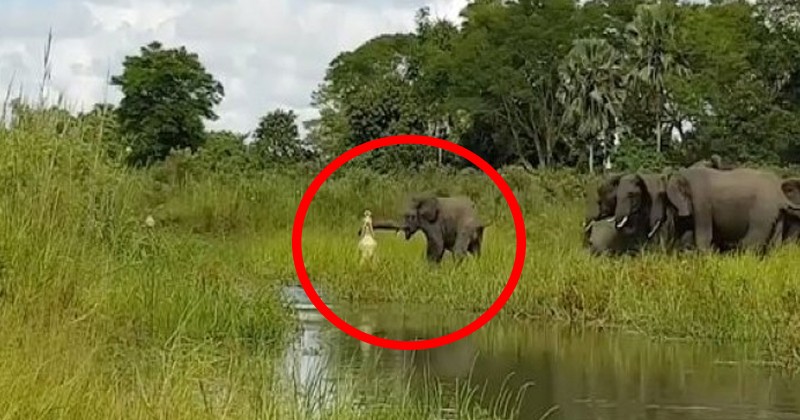 หัวอกแม่!! สุดระทึกวินาที ‘จระเข้’ เขมือบ ลูกช้าง ร้องดังลั่นสนั่นป่า สุดท้ายเป็นแบบนี้ ไม่เคยพบเคยเห็น!? (คลิป)