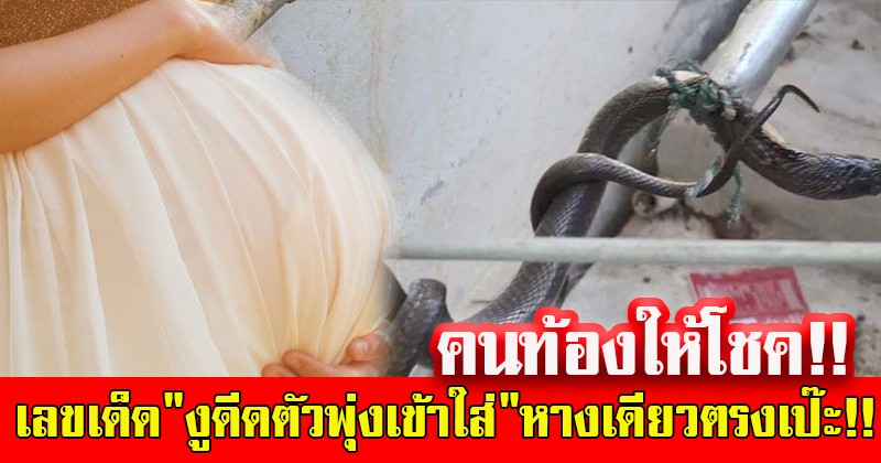 สาวท้องให้โชค!! ซักผ้าอยู่ดีๆ "งูดีดตัวพุ่งเข้าใส่" ก่อนพบความเกี่ยวโยงแปลกประหลาดของตัวเลข ทำเอาฮือฮาทั้งละแวก !!?