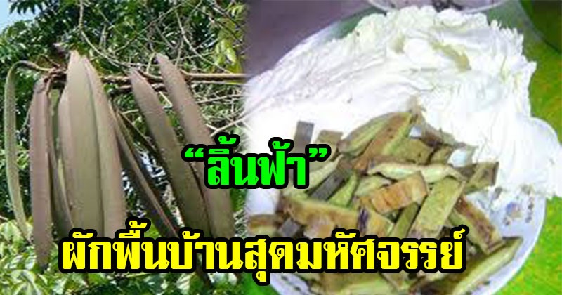 โคตรเจ๋ง !! "เพกา" หรือ "ลิ้นฟ้า" ผักพื้นบ้านสุดมหัศจรรย์ไม่ใช่แค่อร่อยแต่มันยังต้านมะเร็ง และโรคอื่นๆได้อีกด้วย!!! (รายละเอียด)