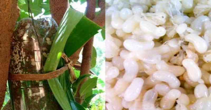 ดูไว้เลยนะ !! สุดยอดวิธีหลอกมดแดง ที่ต่างชาติยอมรับเลี้ยงมดแดงให้มาวางไข่ สร้างรายได้มหาศาล !??