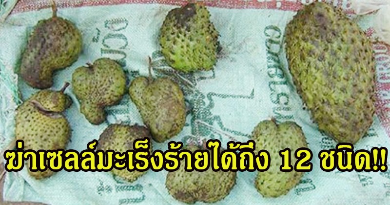 แทบไม่อยากเชื่อ!! แค่กินผลไม้ชนิดนี้ สามารถฆ่าเซลล์มะเร็งร้ายได้ถึง 12 ชนิด บอกเลยเด็ดจริง ลองแล้ว!!