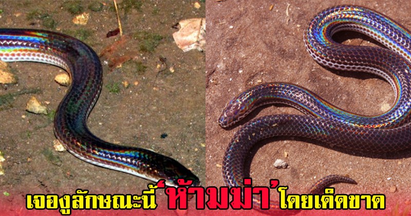 ตั้งสติให้ดี ! เจองูแสงอาทิตย์ ห้ามทุบตีเด็ดขาด เพราะอาจจะส่งผลร้ายระยะยาว ที่เราอาจคาดไม่ถึง!