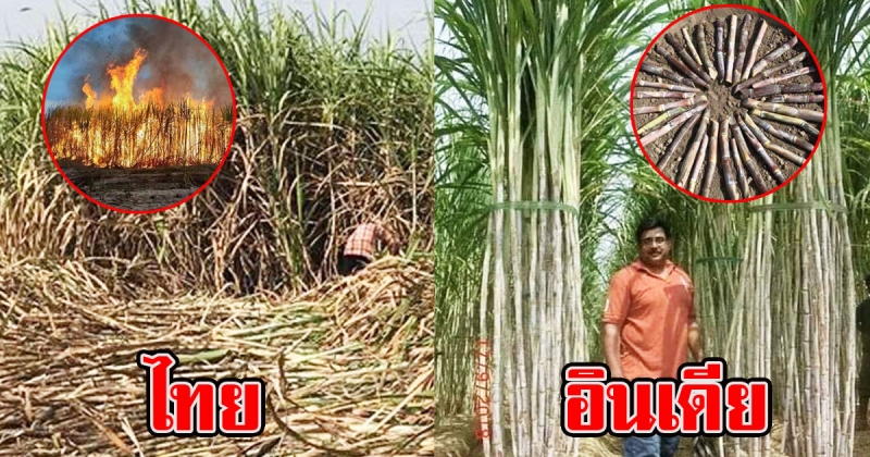 ล้ำไปอีก อินเดียปลูกอ้อยเรียงกันเป็นระเบียบสวยงาม แถมไม่ต้องเผาให้เกิดมลพิษอีกด้วย