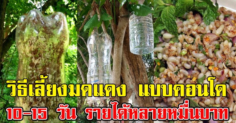 เจ๋งมาก เผย วิธี เลี้ยงมดแดง แบบคอนโด 10-15 วัน สร้างรายได้ หลายหมื่นบาท (มีคลิป)