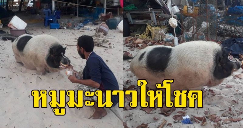 มะนาว หมูชายหาดคาบแบงก์มาให้เจ้าของ เอาไปซื้อเลข ถูกเต็มๆ