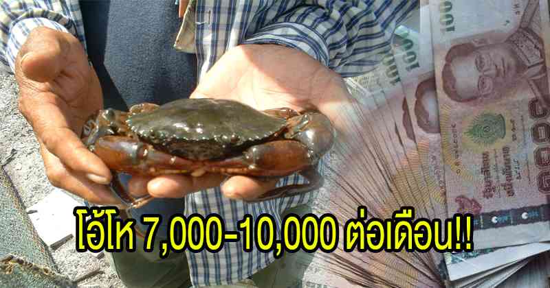 แชร์เก็บไว้เลย !! วิธีการเลี้ยงปูดำในตะกร้า ลงทุนน้อยกำไรงาม แค่ทำตามนี้รับรองรวยแน่นอน!!
