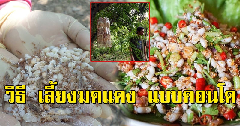 รวยสิงานนี้ เผย วิธี เลี้ยงมดแดง แบบคอนโด สร้างรายได้หลายหมื่นบาท ดีขนาดนี้ไม่ทำไม่ได้แล้ว