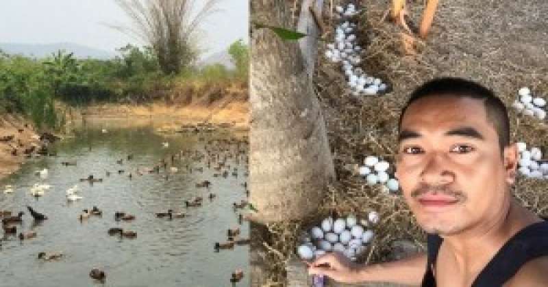 หนุ่มรุ่นใหม่เผยเคล็บลับวิธีเลี้ยงเป็ดไข่ ที่สร้างรายได้วันละ 1,000 บาท